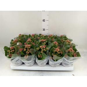 Kalanchoe  'MoreFlow Augusta'