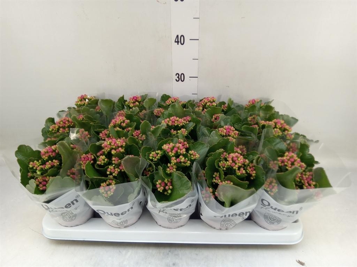 <h4>Kalanchoe  'MoreFlow Augusta'</h4>
