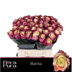 R Gr Marosa