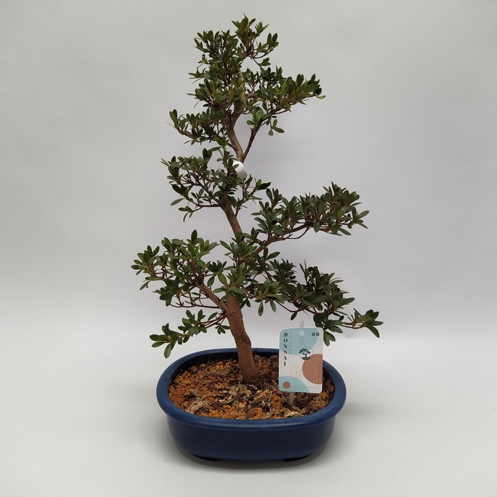 <h4>Satsuki Azalea 'H4' 23 cm (herkomst: Japan)</h4>