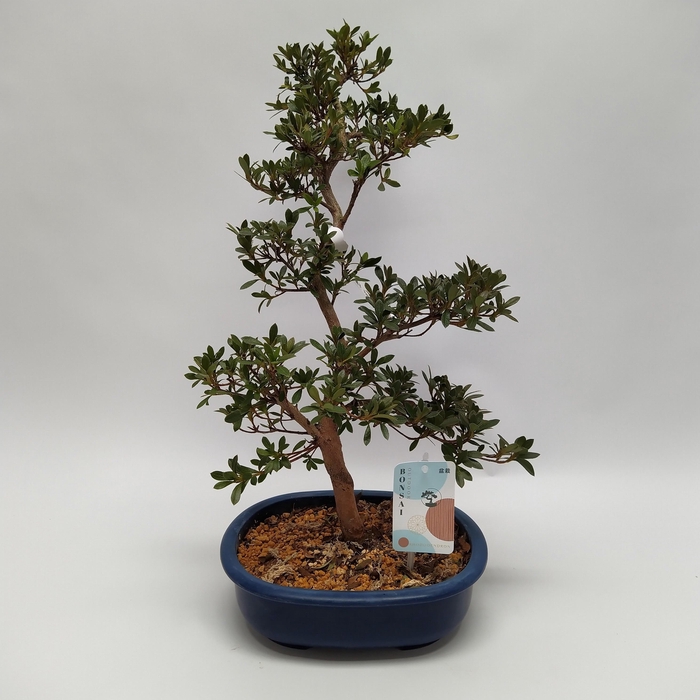 <h4>Satsuki Azalea 'H4' 23 cm (herkomst: Japan)</h4>