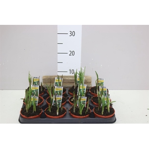 Fritillaria Meleagris