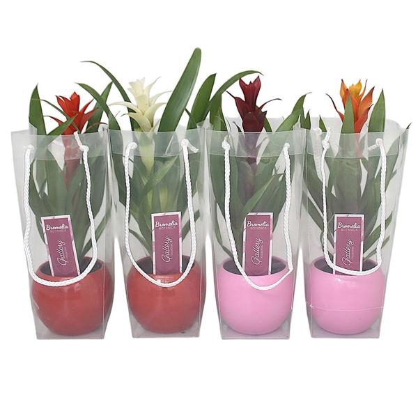 <h4>Guzmania gemengd in rode en roze bolpot in draagtas</h4>