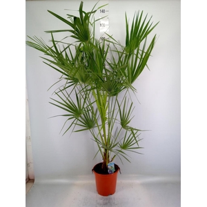 Chamaerops humilis