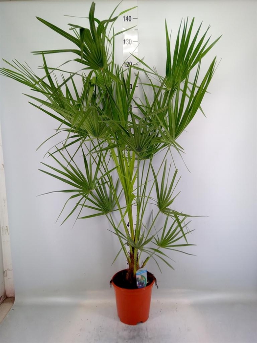 <h4>Chamaerops humilis</h4>