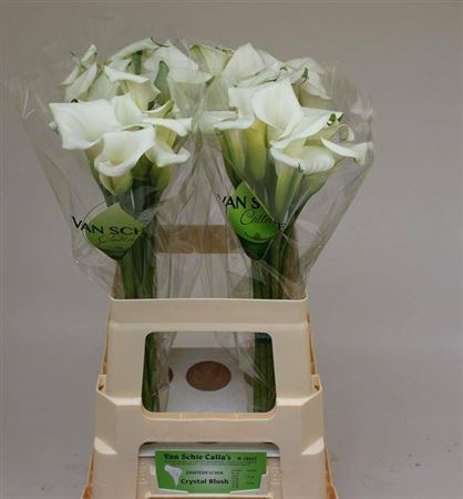 <h4>Zant Crystal Blush</h4>