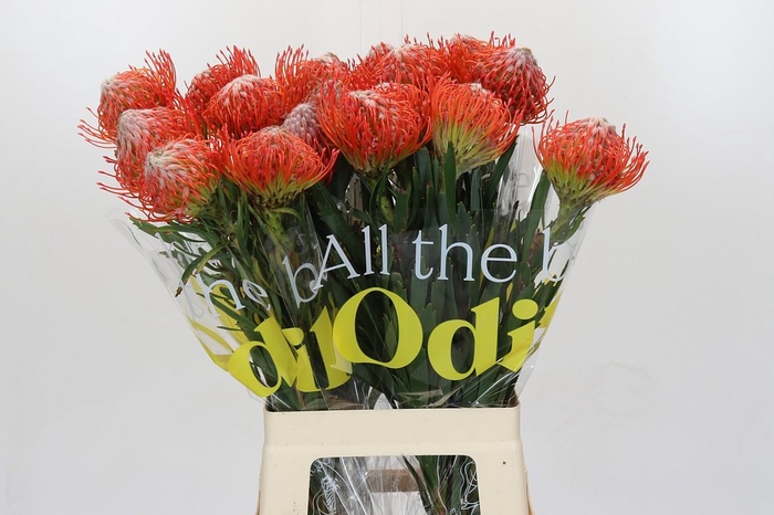 <h4>Nutans Tango</h4>