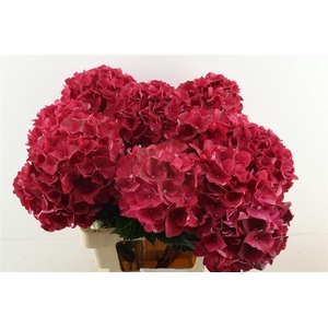 Hydr M Rubyred 80-22