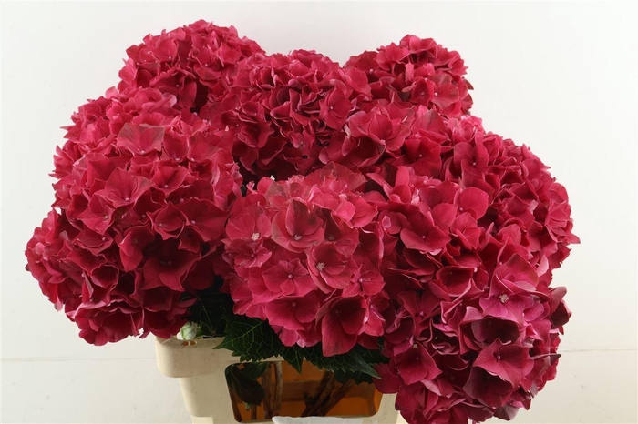 <h4>Hydr M Rubyred 80-22</h4>