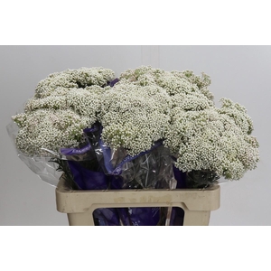 Ozothamnus Cooks Snow White