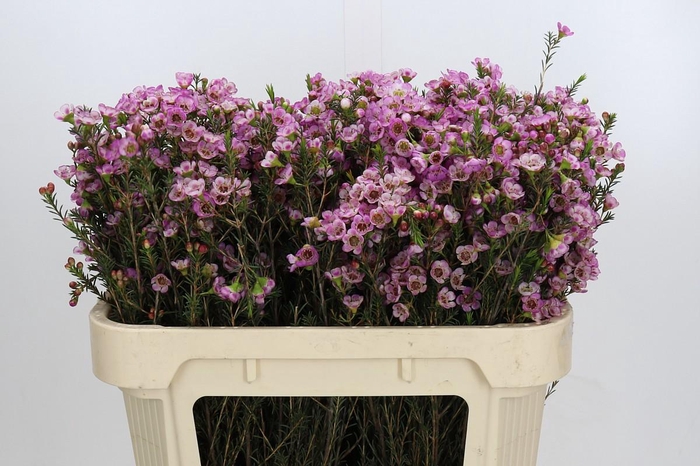 <h4>Chamelaucium Adi</h4>