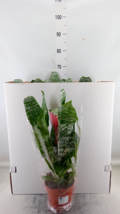 <h4>Aechmea fasciata 'Primera'</h4>