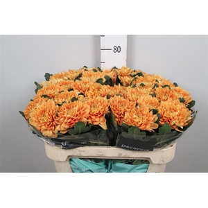 Chr G Kalimba Orange