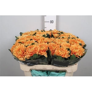 Chr G Kalimba Orange