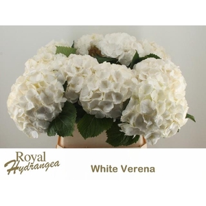 HYDR M CH WHI VERENA