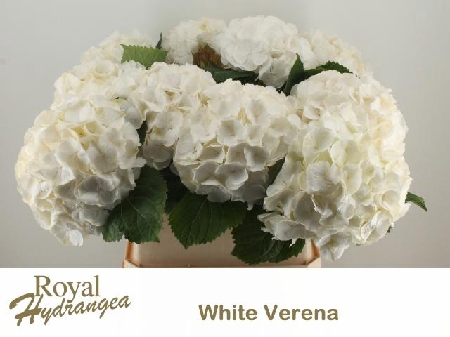 <h4>HYDR M CH WHI VERENA</h4>