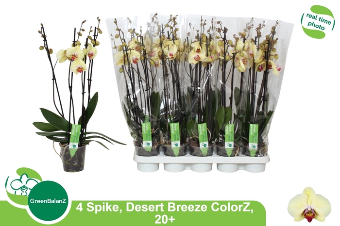 <h4>PHAL DESERT BREEZE</h4>