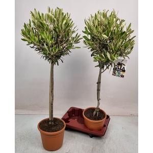 OLEA EUROPAEA
