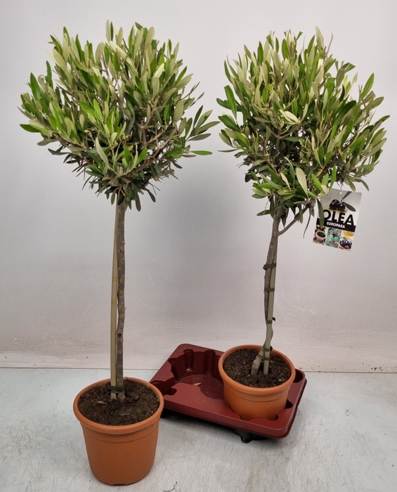 <h4>OLEA EUROPAEA</h4>
