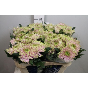 Chr G Ross Charlotte