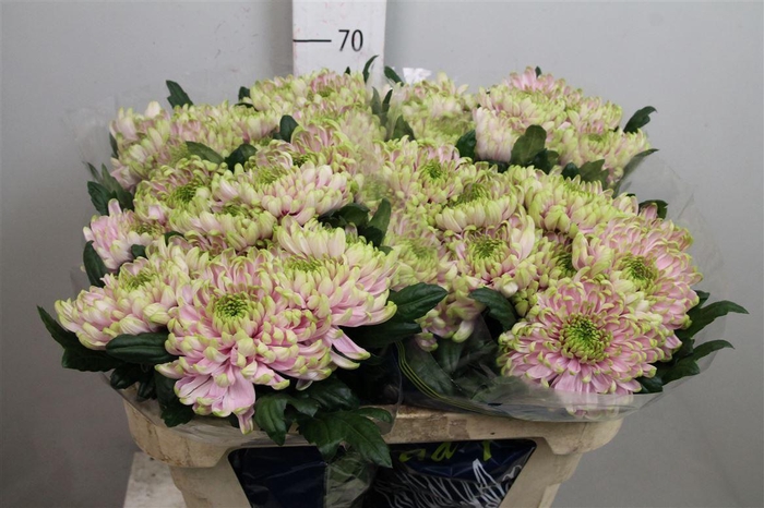 <h4>Chr G Ross Charlotte</h4>