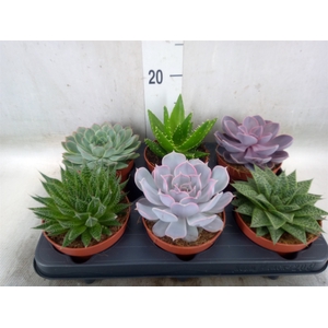 Succulents   ...mix 6