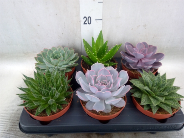 <h4>Succulents   ...mix 6</h4>