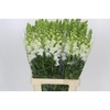 Antirrhinum Potomac Early White