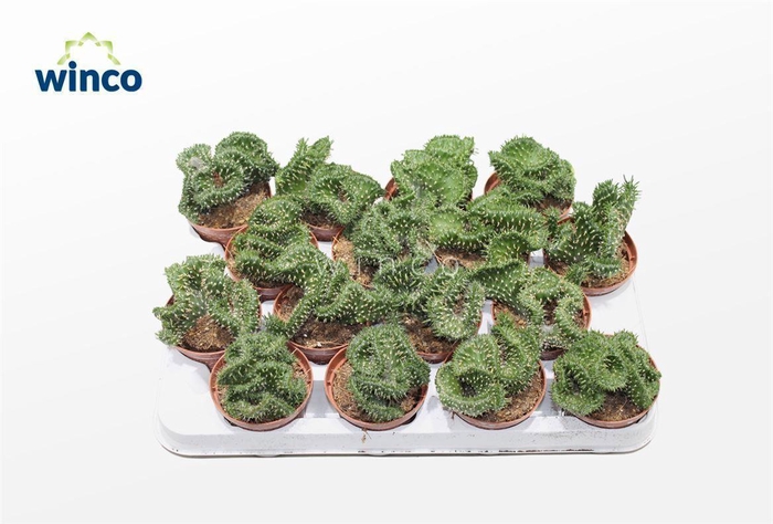 <h4>Opuntia Cylindrica Cristata</h4>