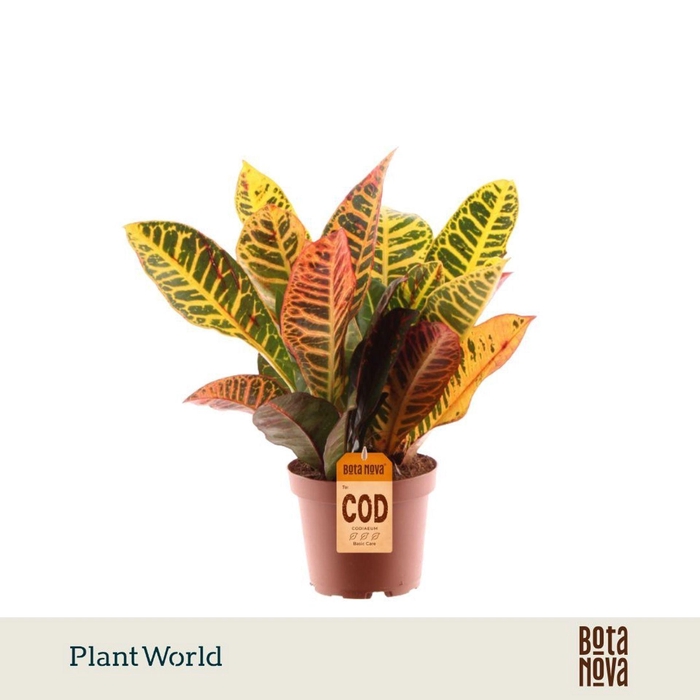 <h4>Codiaeum Petra</h4>