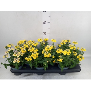 Nemesia  'Sunmesia Yellow'