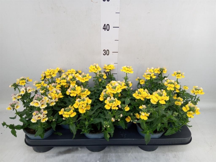 <h4>Nemesia  'Sunmesia Yellow'</h4>