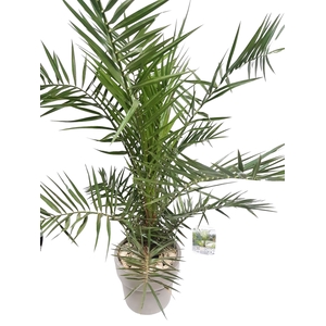 Arr.   Tuinplanten H%
