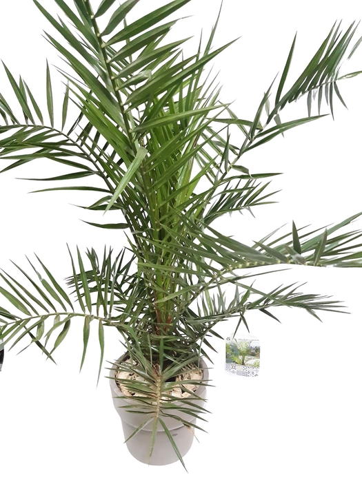 <h4>Arr.   Tuinplanten H%</h4>