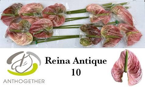 <h4>Anth Andreanum Grp Reina</h4>