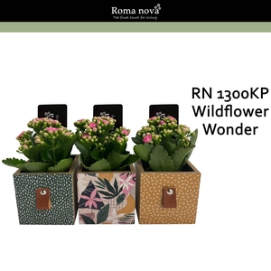 Kalan Rom 1300KP Wildflower Wonder