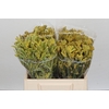 Anigozanthos Cape Aurora
