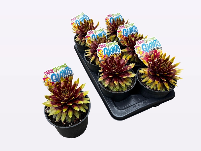 <h4>SEMP CCG GOLD MINE</h4>