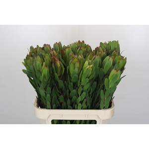 Leucadendron Goldstrike