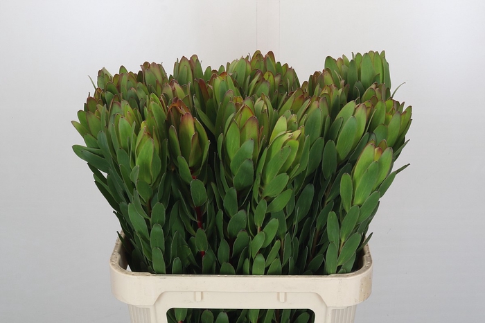 <h4>Leucadendron Goldstrike</h4>