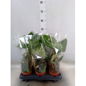Philodendron gloriosum