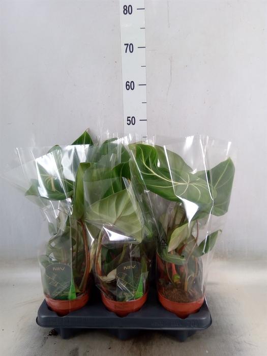 <h4>Philodendron gloriosum</h4>