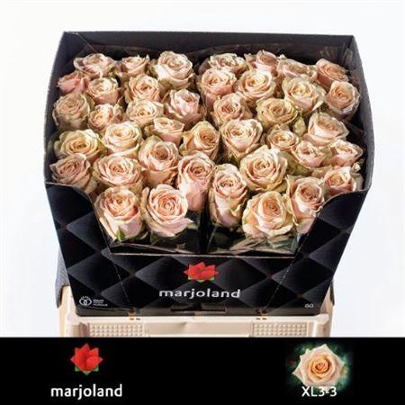 <h4>Rosa a grande fleur Bellini!</h4>