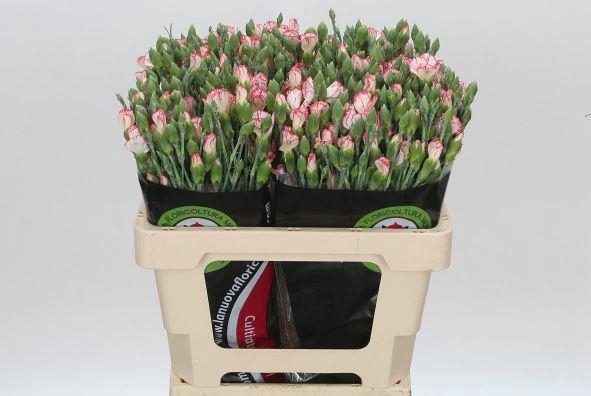 <h4>Dianthus Sp Symply Strike</h4>