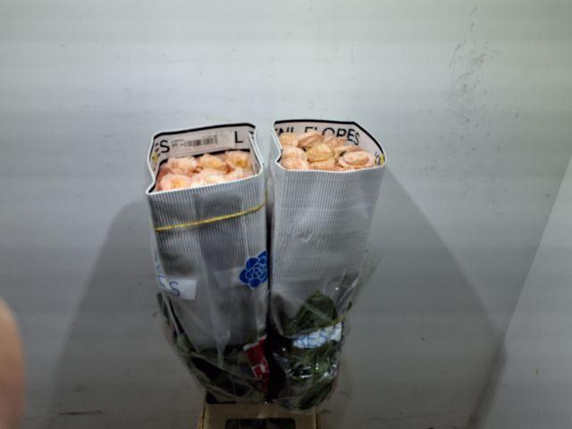 <h4>R Gr Shimmer</h4>