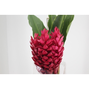 ALPINIA PURPURATA VERMELHA