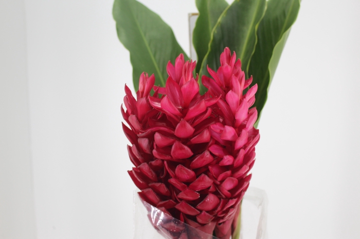 ALPINIA PURPURATA VERMELHA