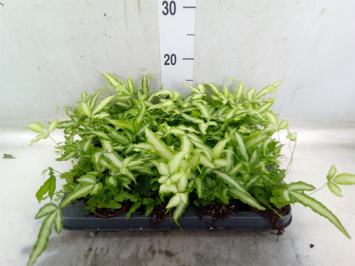 <h4>Pteris cretica 'Albolineata'</h4>