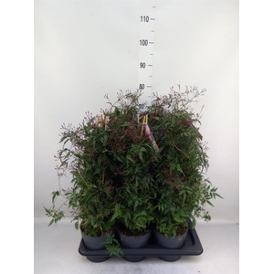 Jasminum polyanthum   ...rose