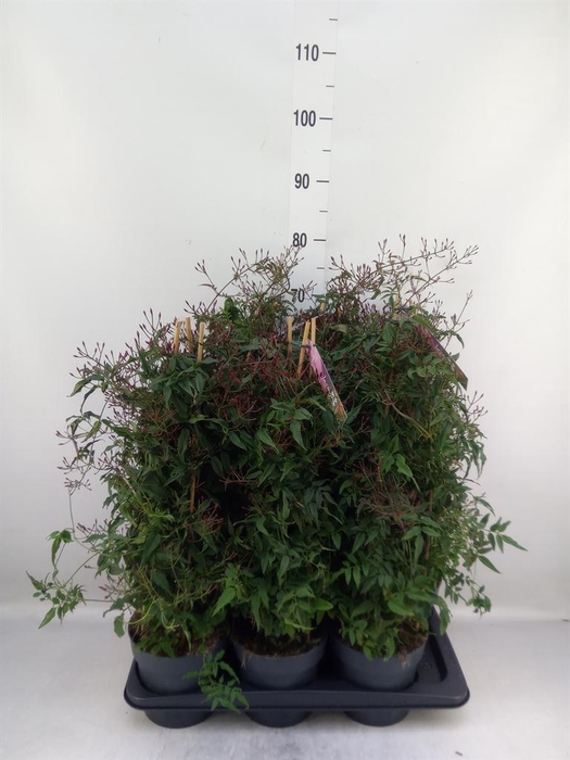 <h4>Jasminum polyanthum   ...rose</h4>